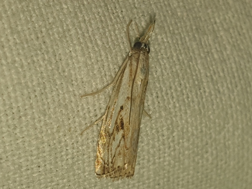 Catoptria falsella - hálós fűgyökérmoly