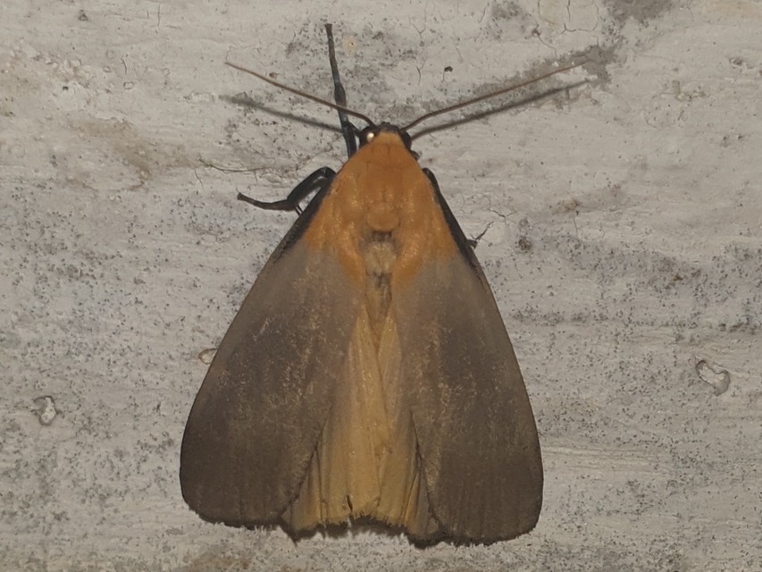 Lithosia quadra - négypettyes zuzmószövő
