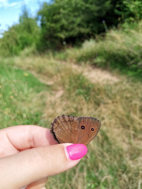 Minois dryas - fekete szemeslepke