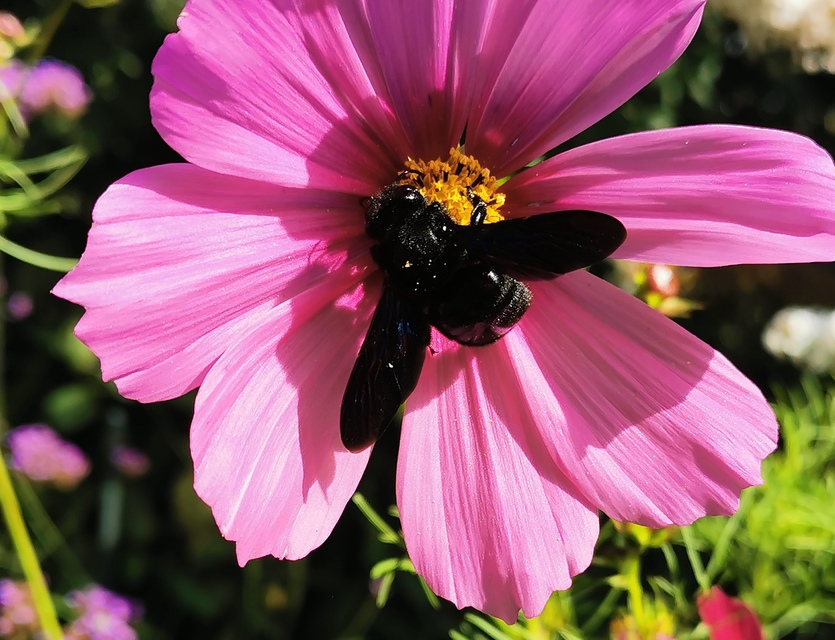 Xylocopa