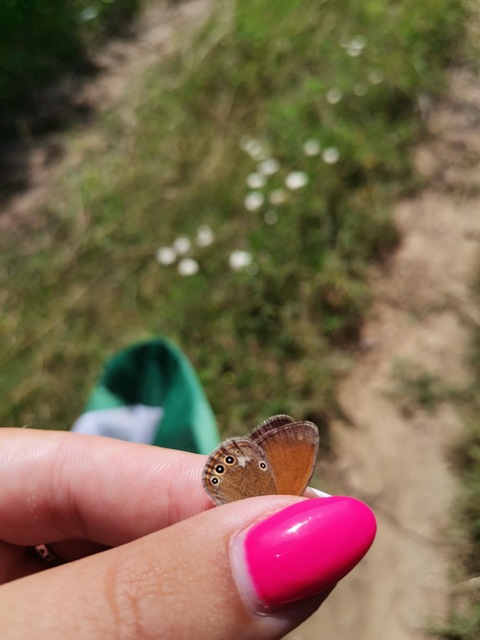 Coenonympha glycerion - közönséges szénalepke