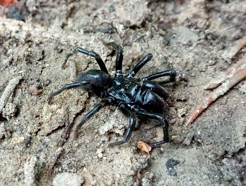 Atypus