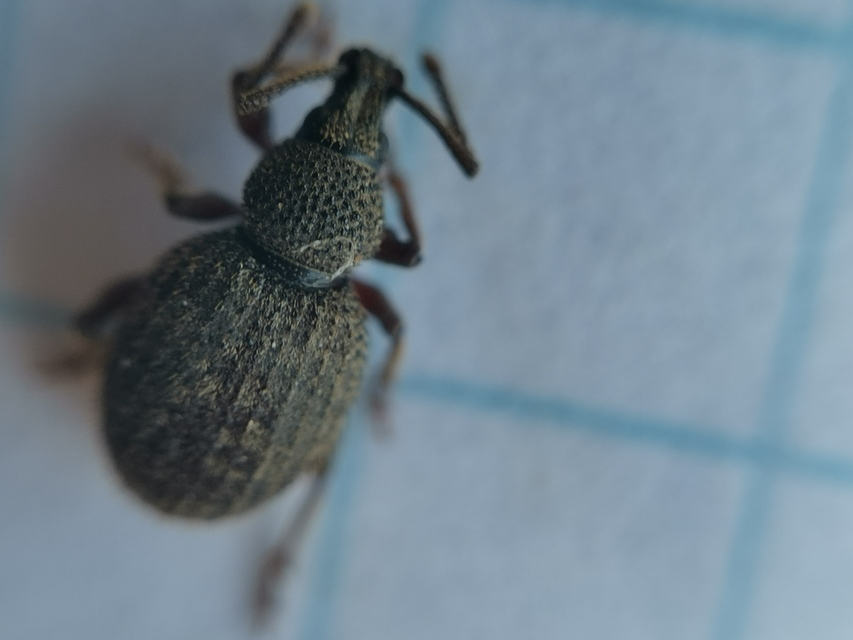Otiorhynchus hystrix - sörtés gyalogormányos