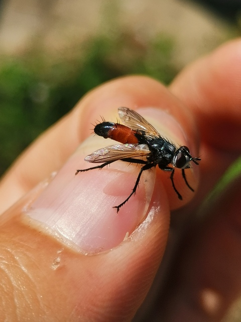 Cylindromyia