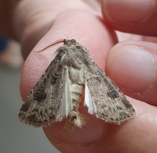 Agrotis bigramma - kétjegyű földibagoly