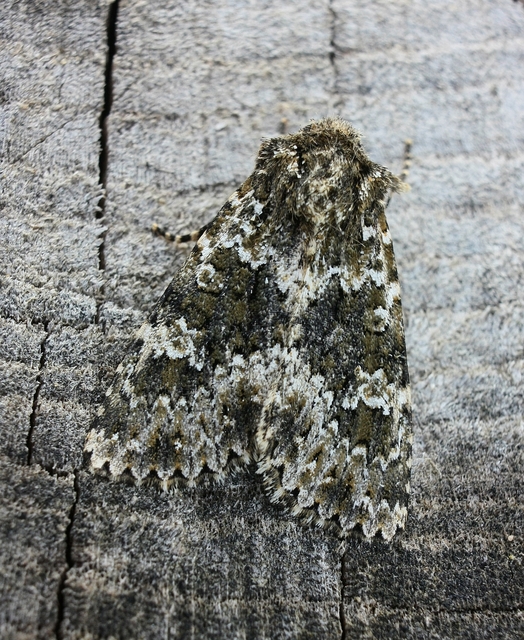 Polymixis polymita - kankalin-tarkabagoly