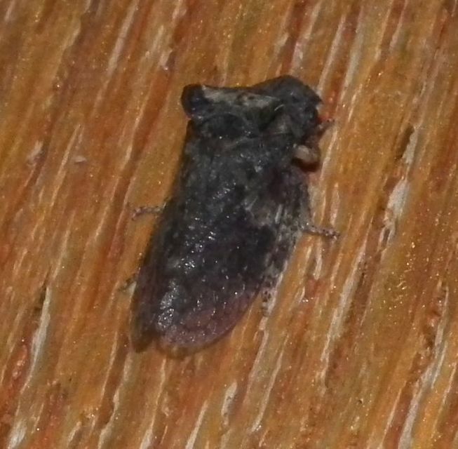 Ledra aurita - füleskabóca