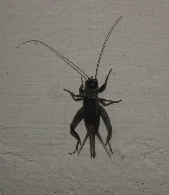 Eumodicogryllus bordigalensis - bordói tücsök