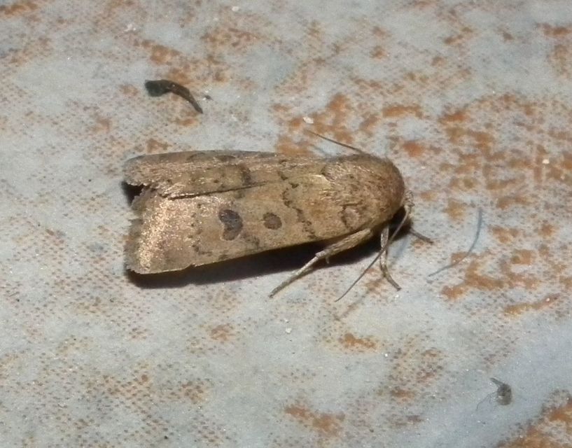 Hoplodrina octogenaria - barna selymesbagoly