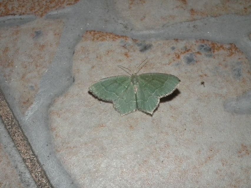 Hemithea aestivaria - nyír-zöldaraszoló
