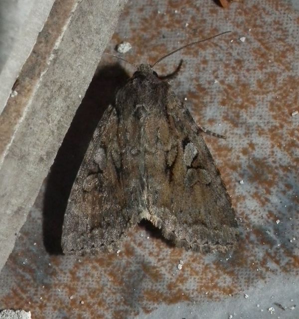 Apterogenum ypsillon - ipszilon-erdeibagoly