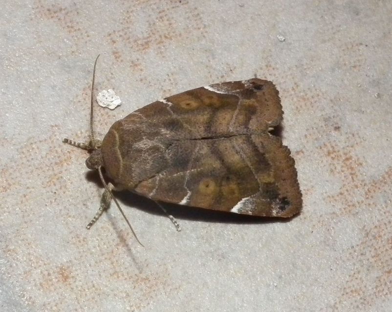 Cosmia affinis - barna lombbagoly