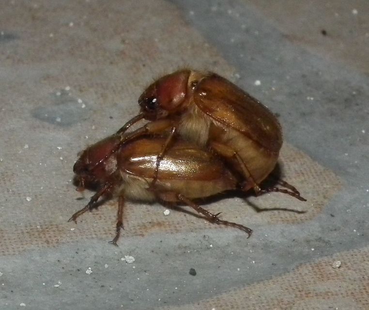 Amphimallon burmeisteri