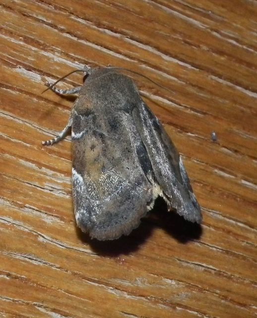Cosmia affinis - barna lombbagoly