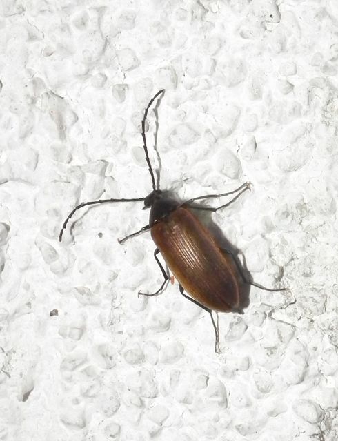 Pseudocistela ceramboides - narancssárga alkonybogár