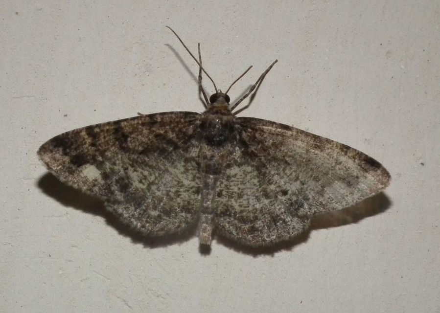 Parectropis similaria - barna zuzmóaraszoló