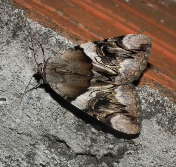 Catocala fulminea - galagonya-övesbagoly