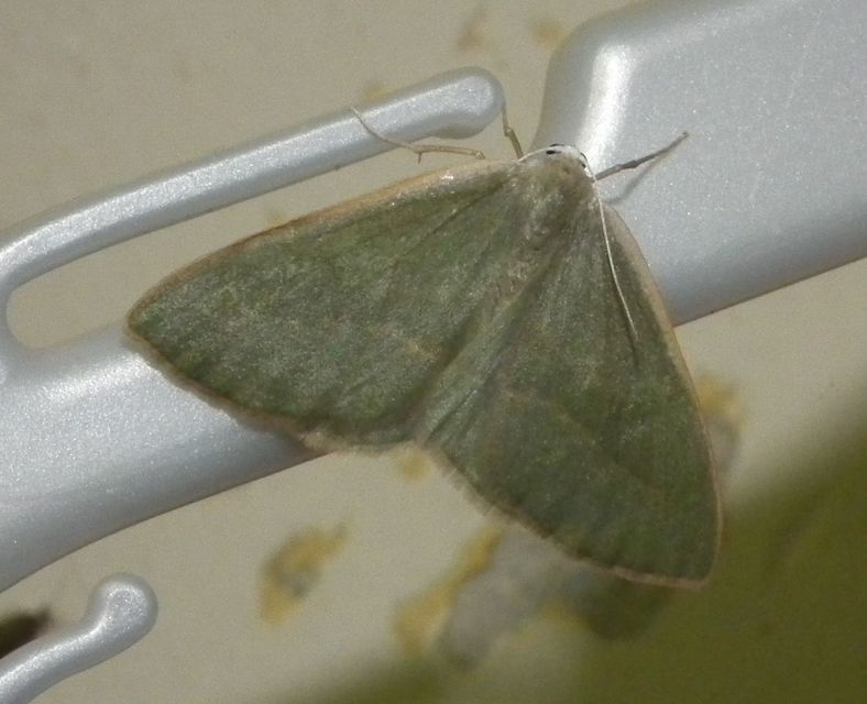 Hylaea fasciaria - erdeifenyő-sávosaraszoló
