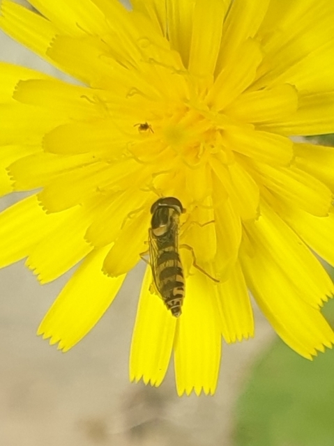 Sphaerophoria