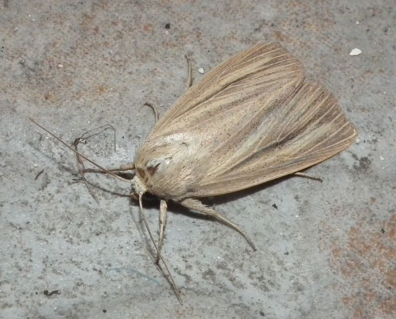 Mythimna pudorina - vörös rétibagoly