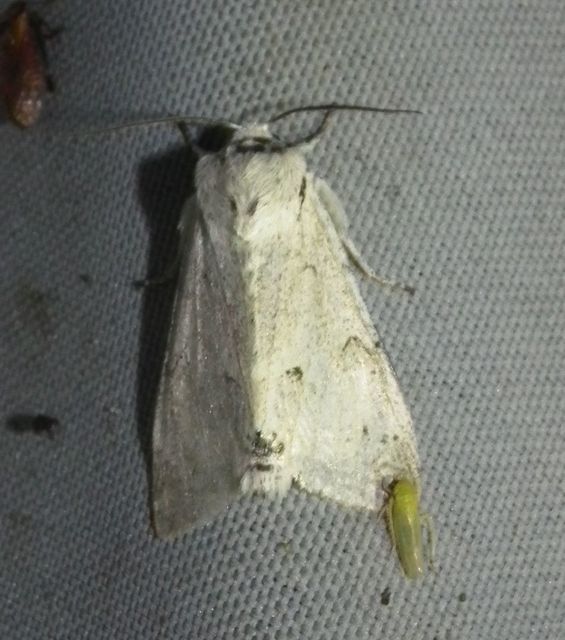 Acronicta leporina - fehér szigonyosbagoly