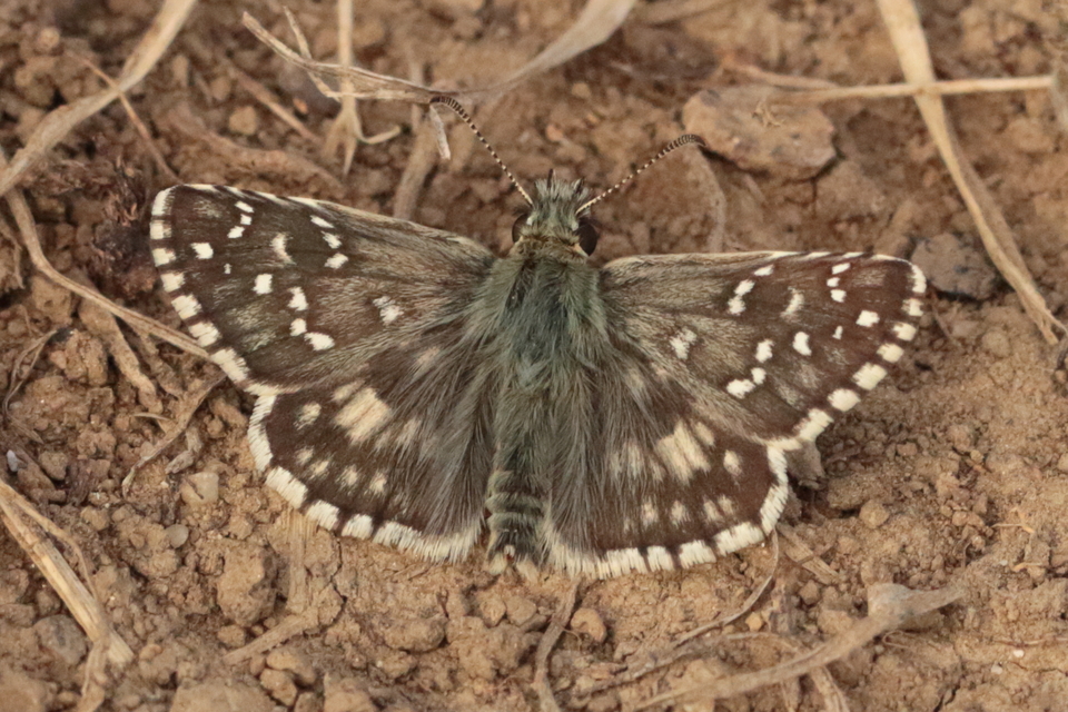 Pyrgus armoricanus - feles busalepke