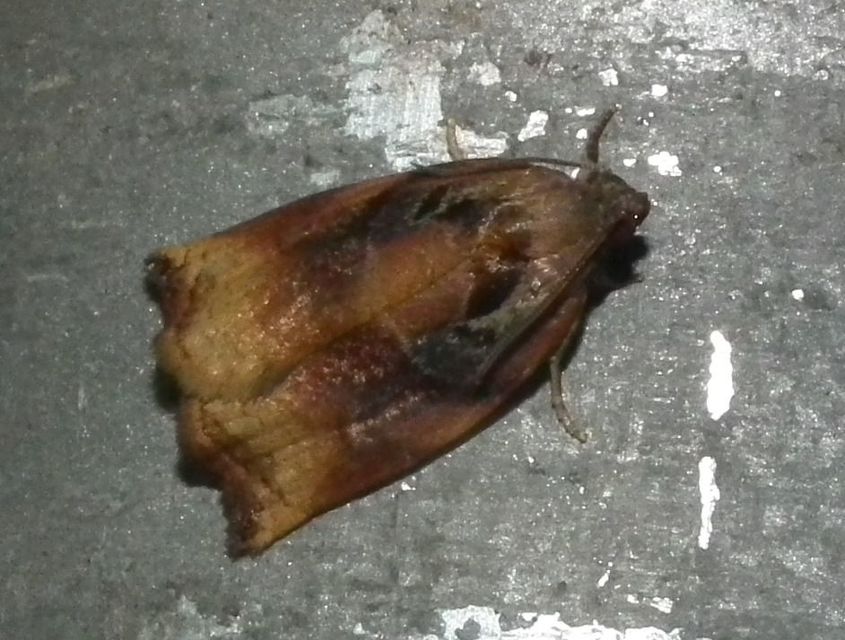 Archips podana - dudvarágó sodrómoly
