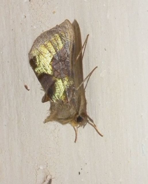 Diachrysia chrysitis - aranybagoly