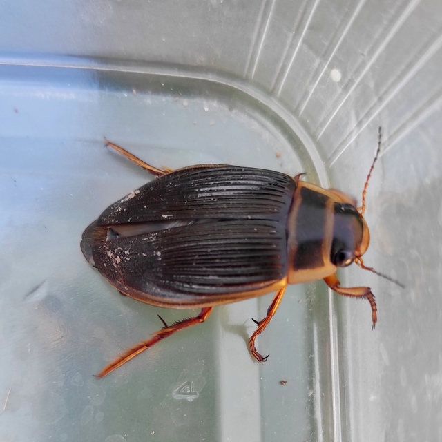 Dytiscus marginalis - szegélyes csíkbogár