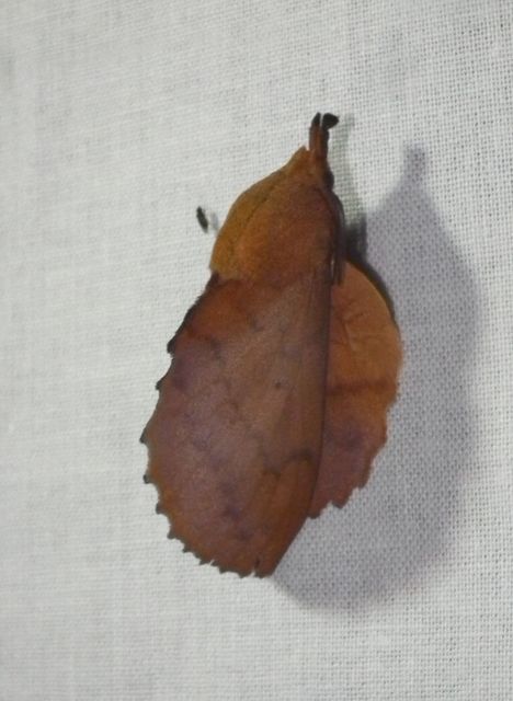 Gastropacha quercifolia - tölgylevélpohók