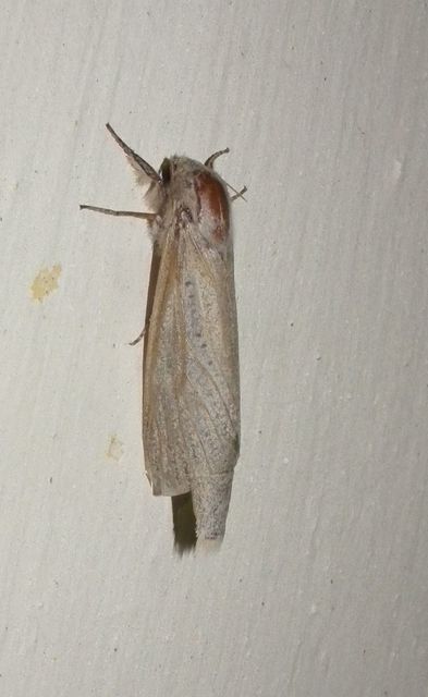 Phragmataecia castaneae - nádfúrólepke