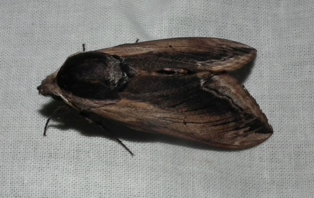 Sphinx ligustri - fagyalszender
