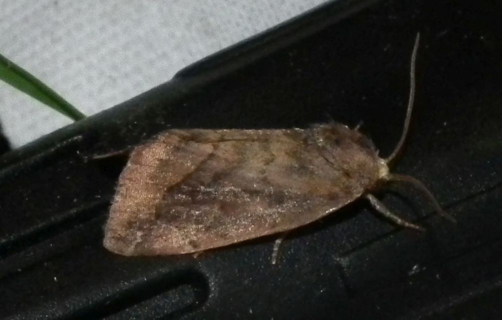 Cosmia affinis - barna lombbagoly