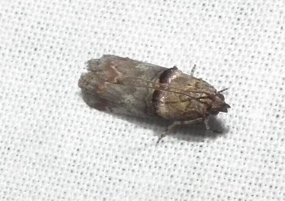 Trachonitis cristella - bokorrágó karcsúmoly