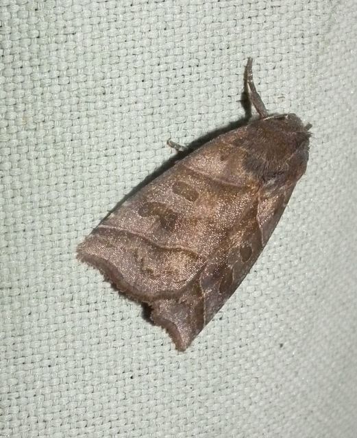 Ipimorpha retusa - sarlós fűzbagoly