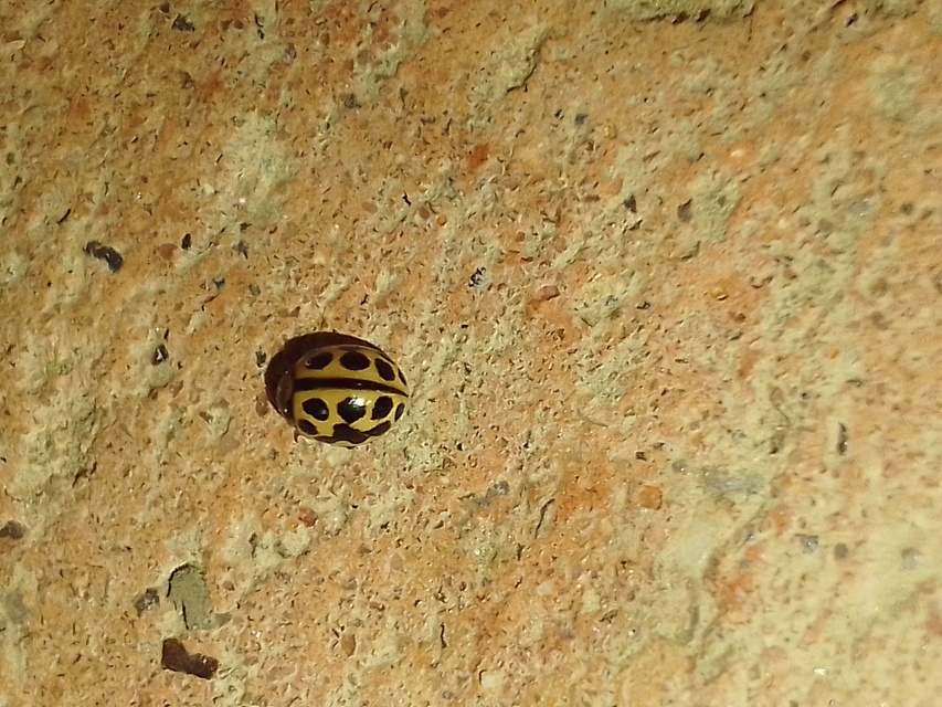 Tytthaspis sedecimpunctata - tizenhatpettyes katica