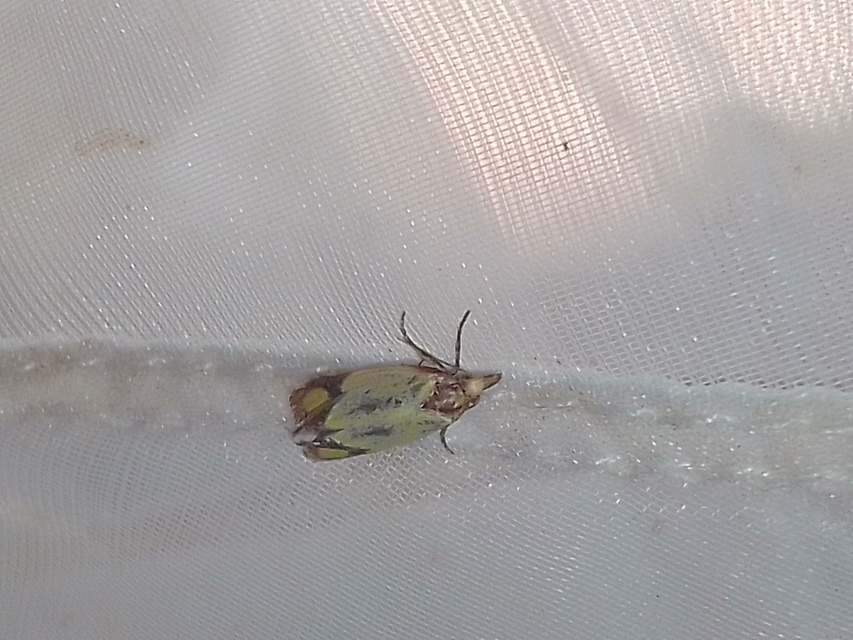Agapeta zoegana - barnacsíkos sárgamoly