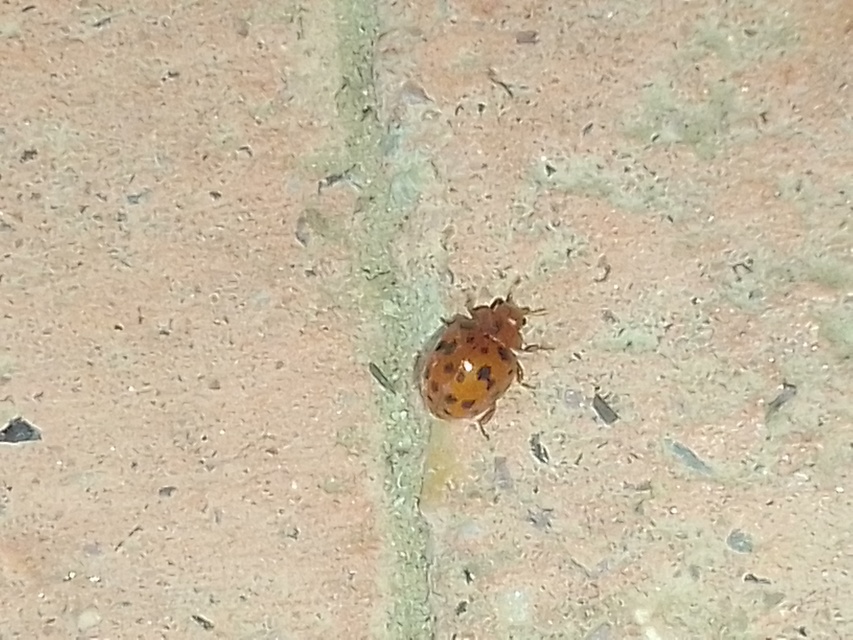 Subcoccinella vigintiquatuorpunctata - lucernaböde