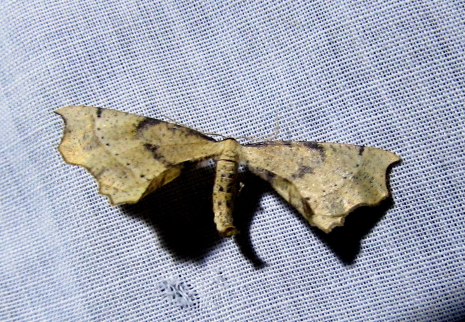 Artiora evonymaria - kecskerágó-araszoló