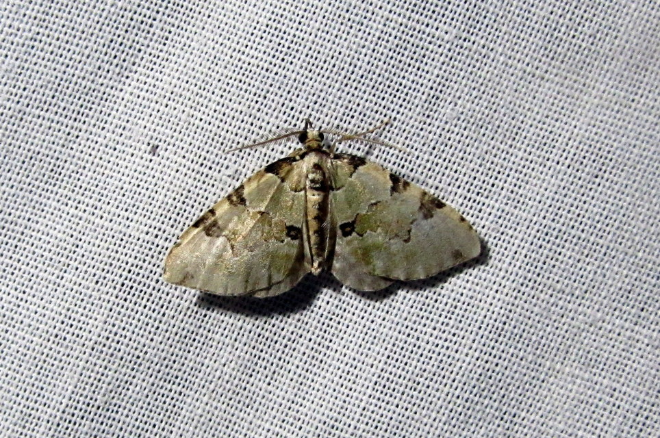 Colostygia pectinataria - zöld levélaraszoló
