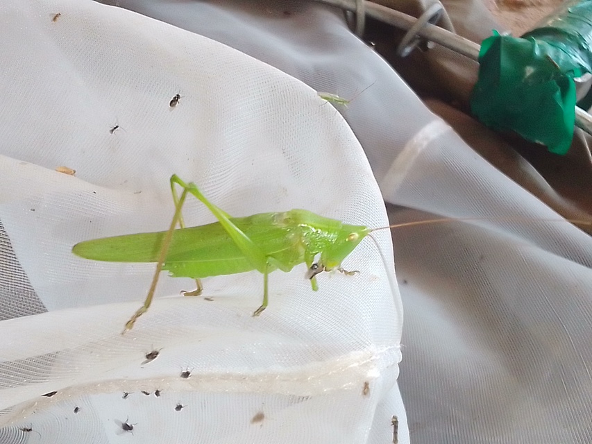 Ruspolia nitidula - nagy kúpfejűszöcske