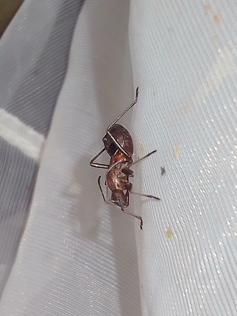 Alydidae - tövispoloskák
