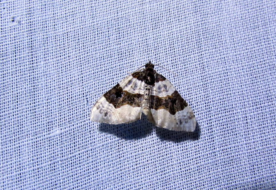 Cosmorhoe ocellata - szemes galajaraszoló