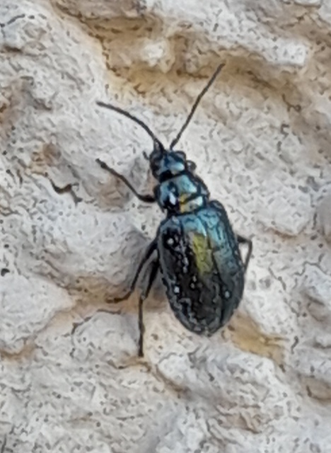 Altica