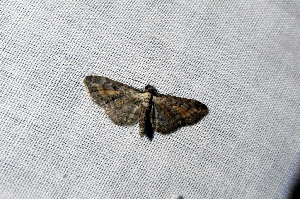 Eupithecia icterata - rozsdafoltos törpearaszoló