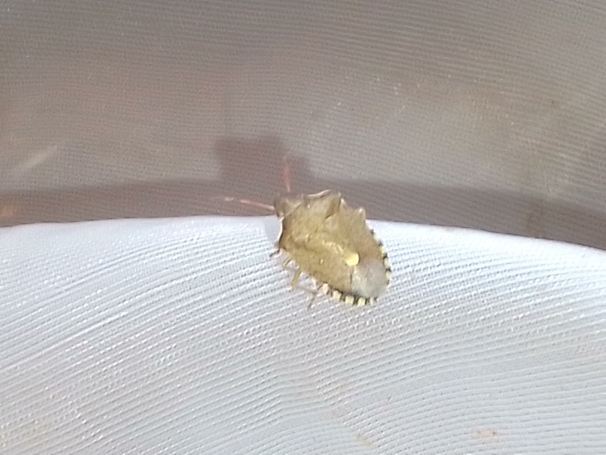 Peribalus strictus - tavaszi címerespoloska Peribalus strictus - tavaszi címerespoloska