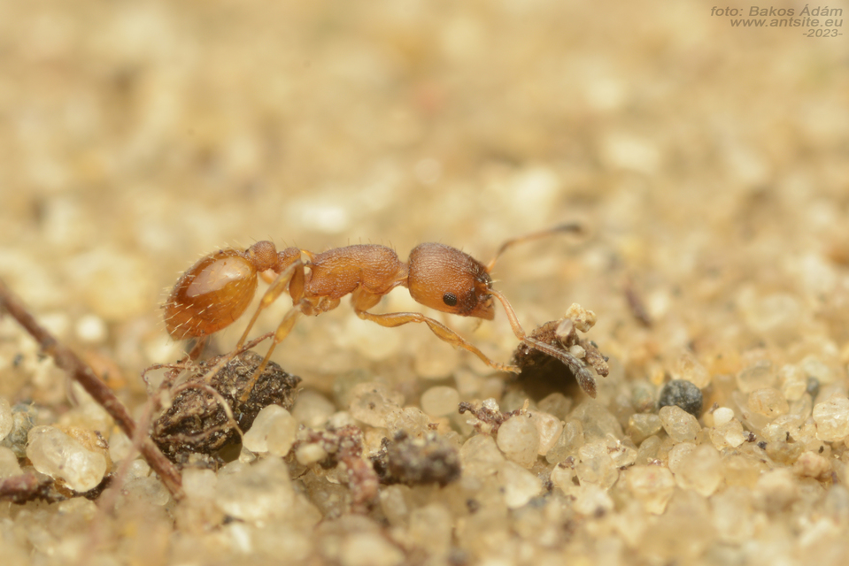 Temnothorax interruptus - kormosképű kéreghangya