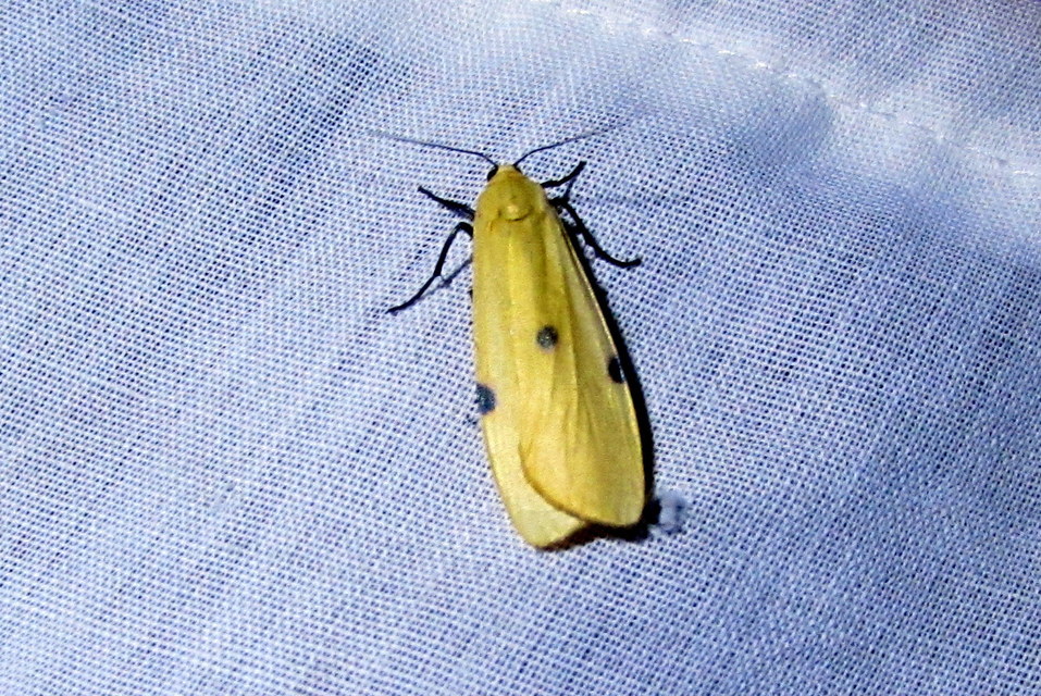 Lithosia quadra - négypettyes zuzmószövő