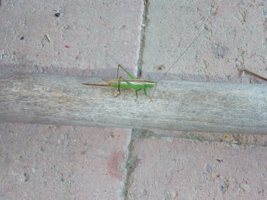 Conocephalus fuscus - kis kúpfejűszöcske