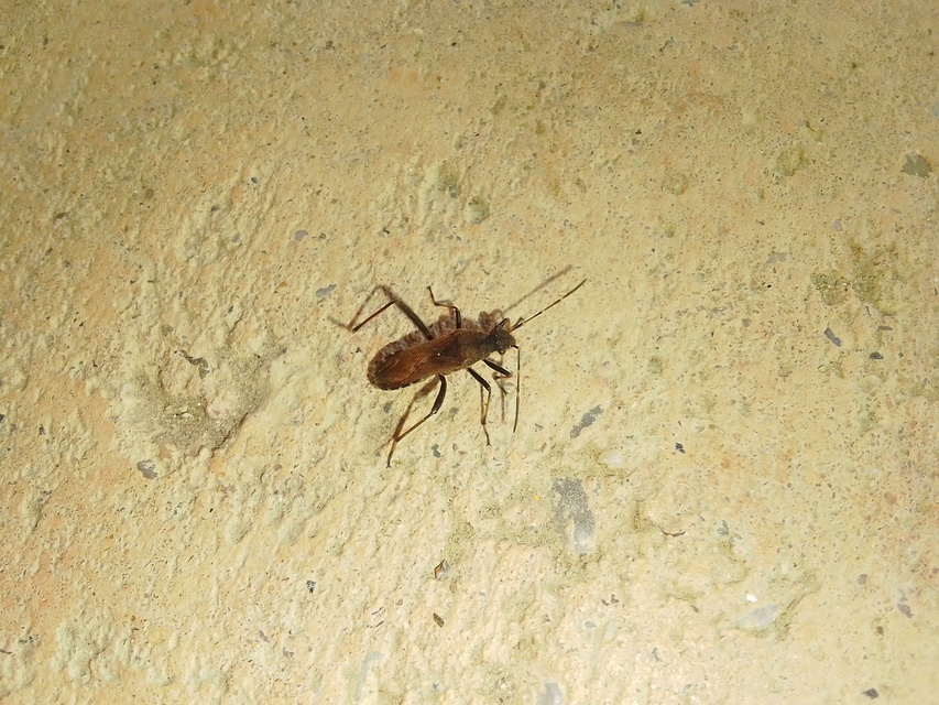 Alydus calcaratus - szőrös tövispoloska